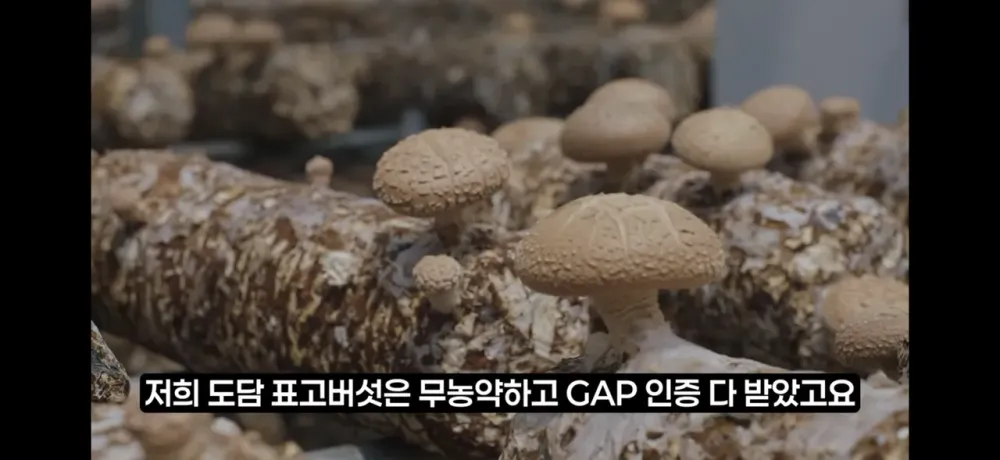 국내산 생표고버섯 상품 500g