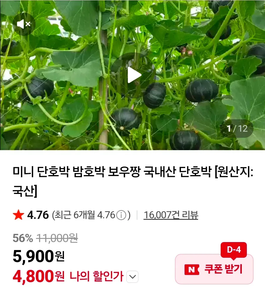 미니단호박 2kg