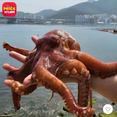 남해안 돌문어 1kg
