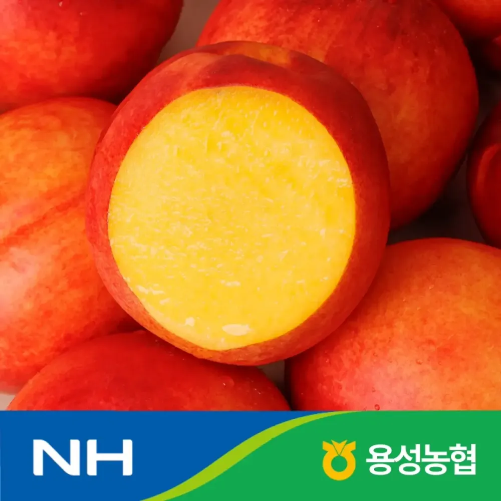 국내산 레드골드 천도 복숭아 2kg 대과