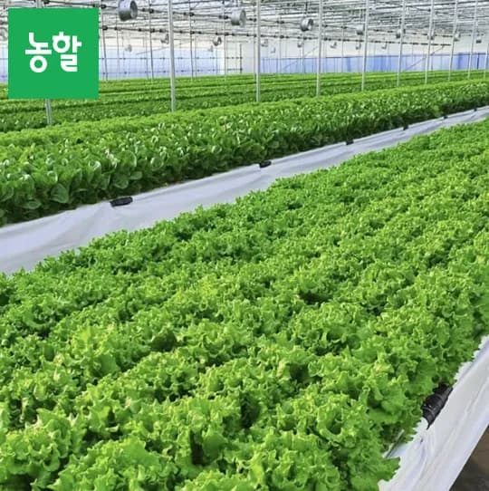 샐러드용 채소 모듬 1kg