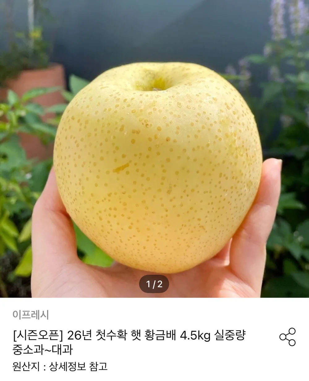 26년 첫수확 햇 황금배 4.5kg 중소과