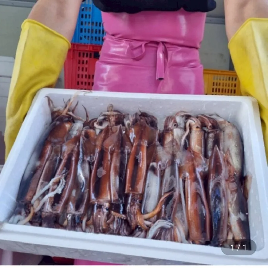 국내산 활 채낚오징어 1kg
