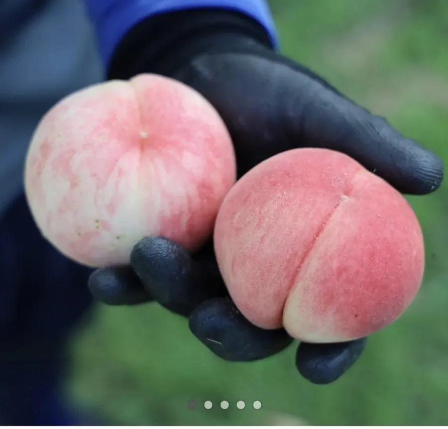 곡성 백도 마도카 복숭아 4kg
