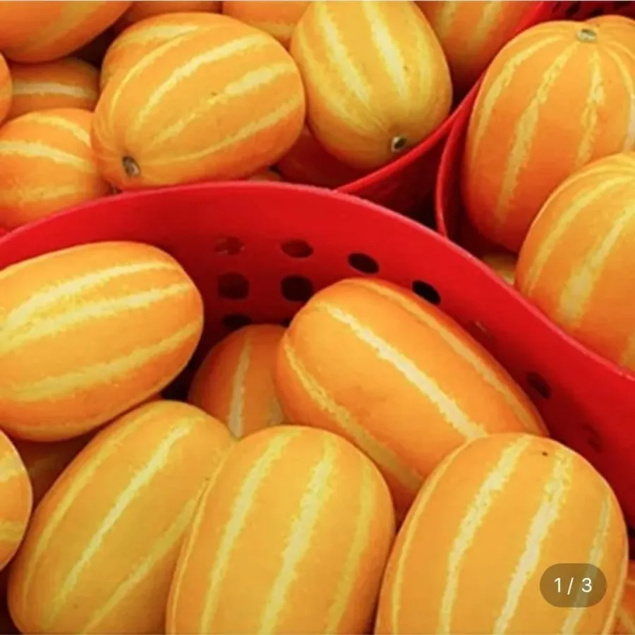 롯데온](농할) 성주 꿀 참외 가정용 혼합과 실중량10kg