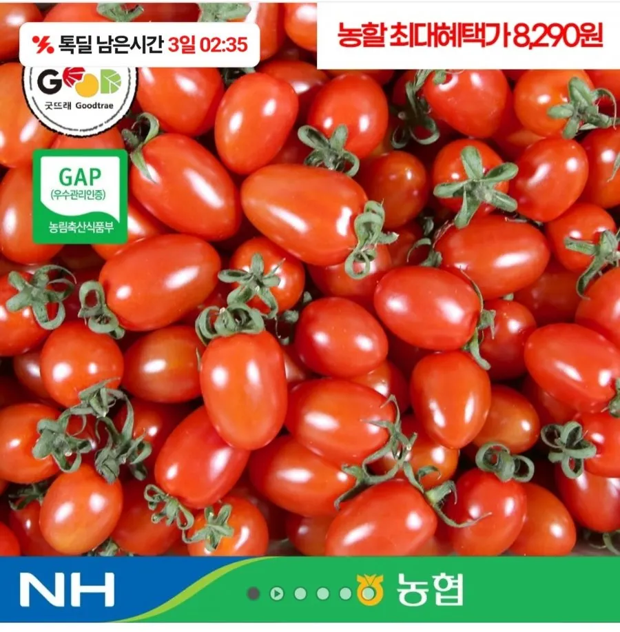 농협 국내산 대추방울토마토 2kg(1~3번과)
