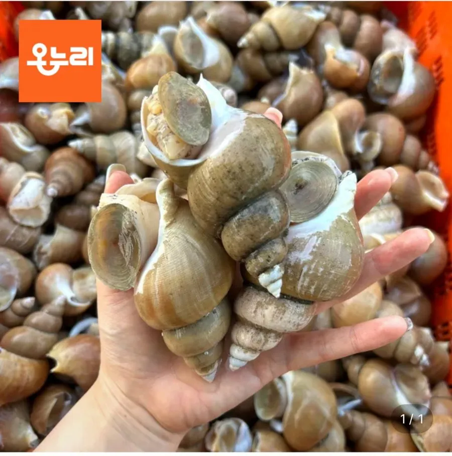 백고동 1kg