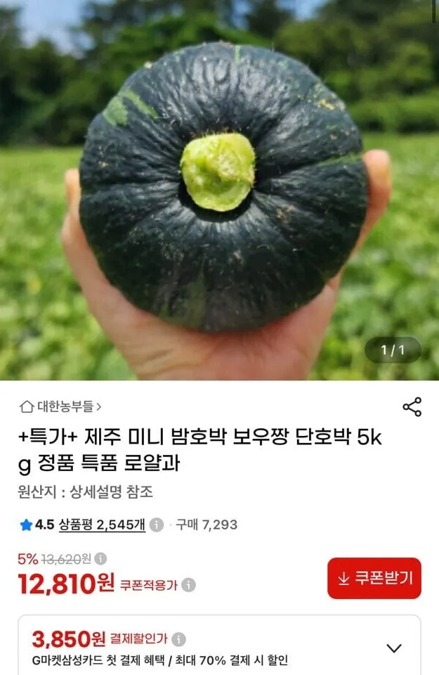 제주 미니 밤호박 보우짱 단호박 5kg