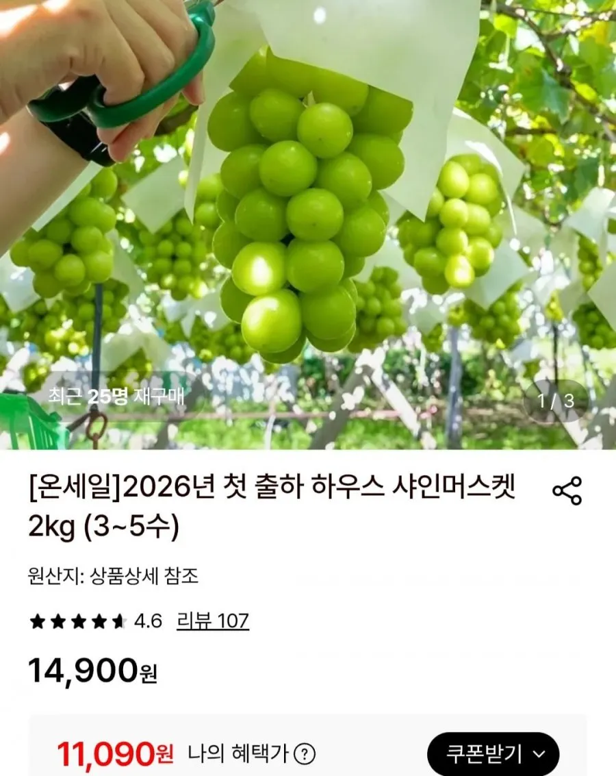 샤인머스켓 첫 출하 2KG (3~5수)