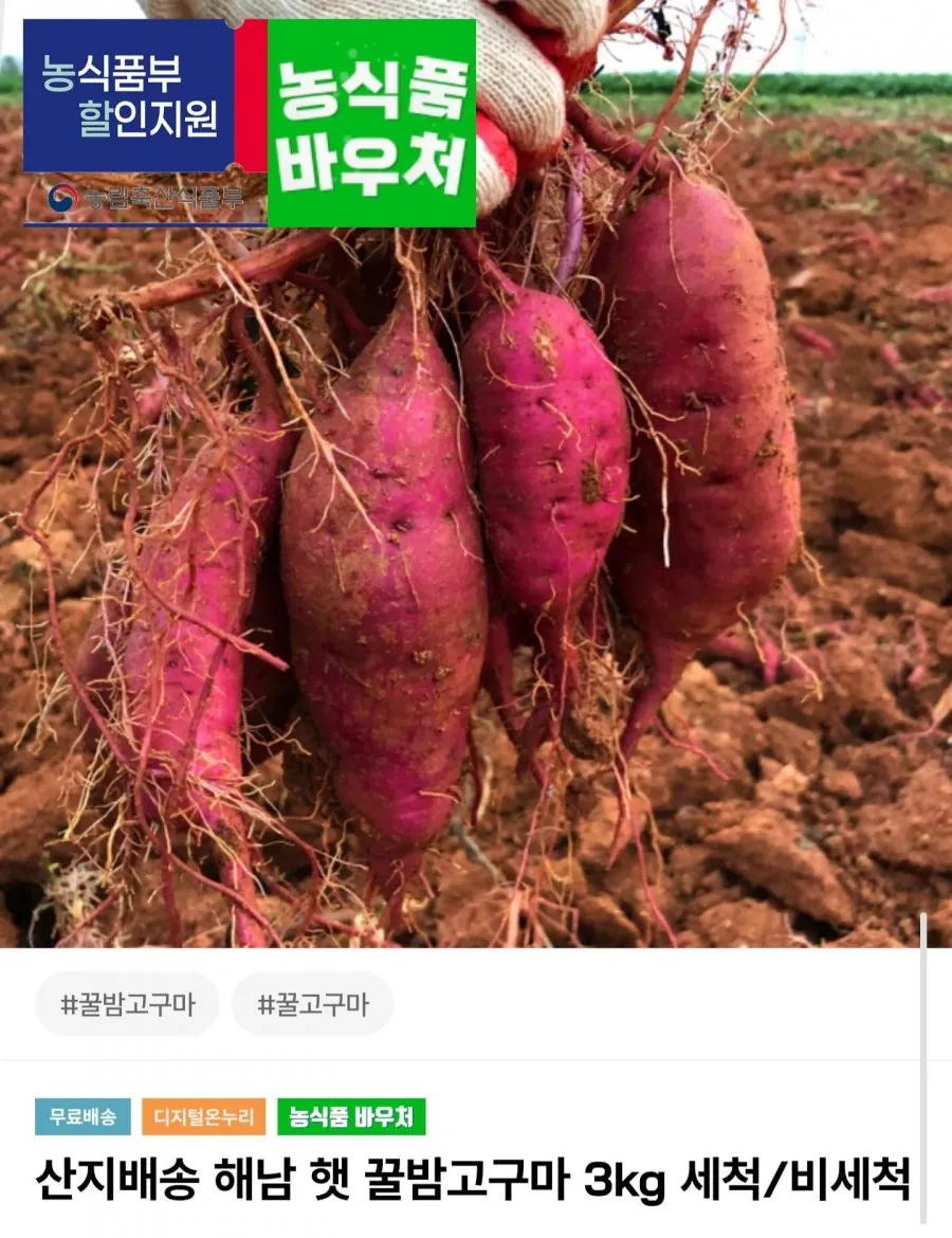 해남 꿀밤고구마 3kg 중