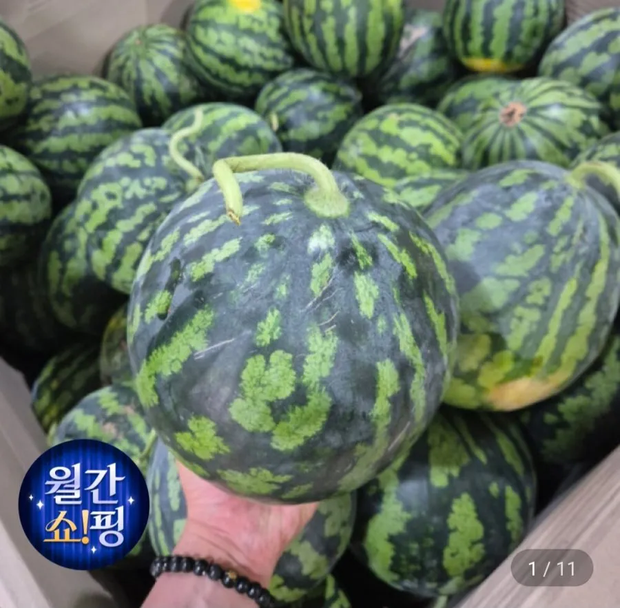 제주 수박 노지수박 3~6kg 다양