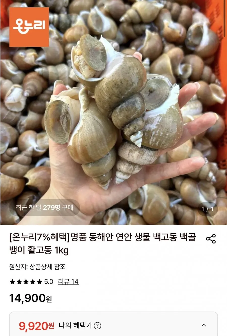 활 백고동 소소1kg(55~65미) 외 다양