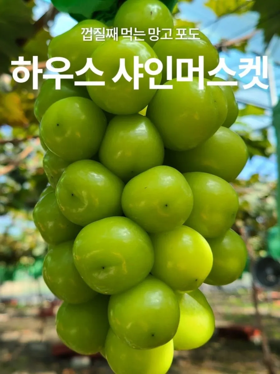 산지직송 고당도 샤인머스켓 2kg 3~4수