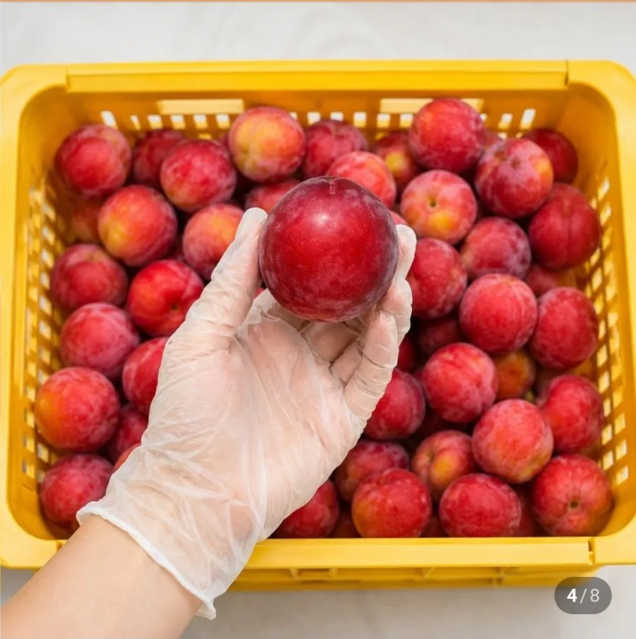 고당도 왕 추희 자두 2KG 특품 90g내외