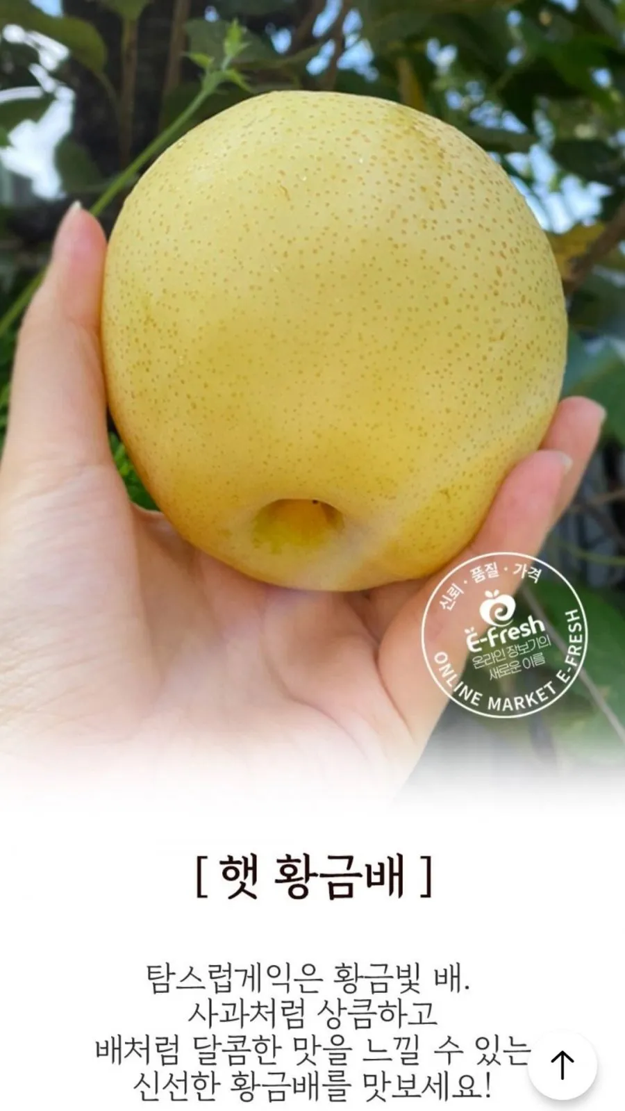 26년 첫수확 햇 황금배 4kg 실중량 소과~대과