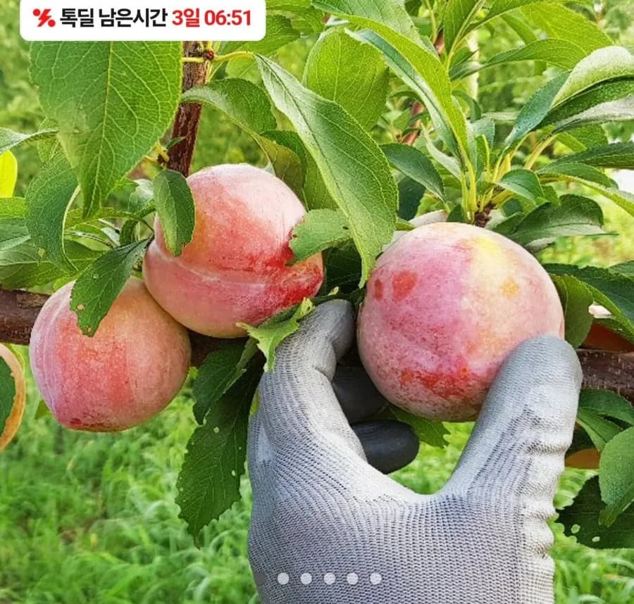 의성 옥자두 추희 2kg 대과 14-18과 120g 내외