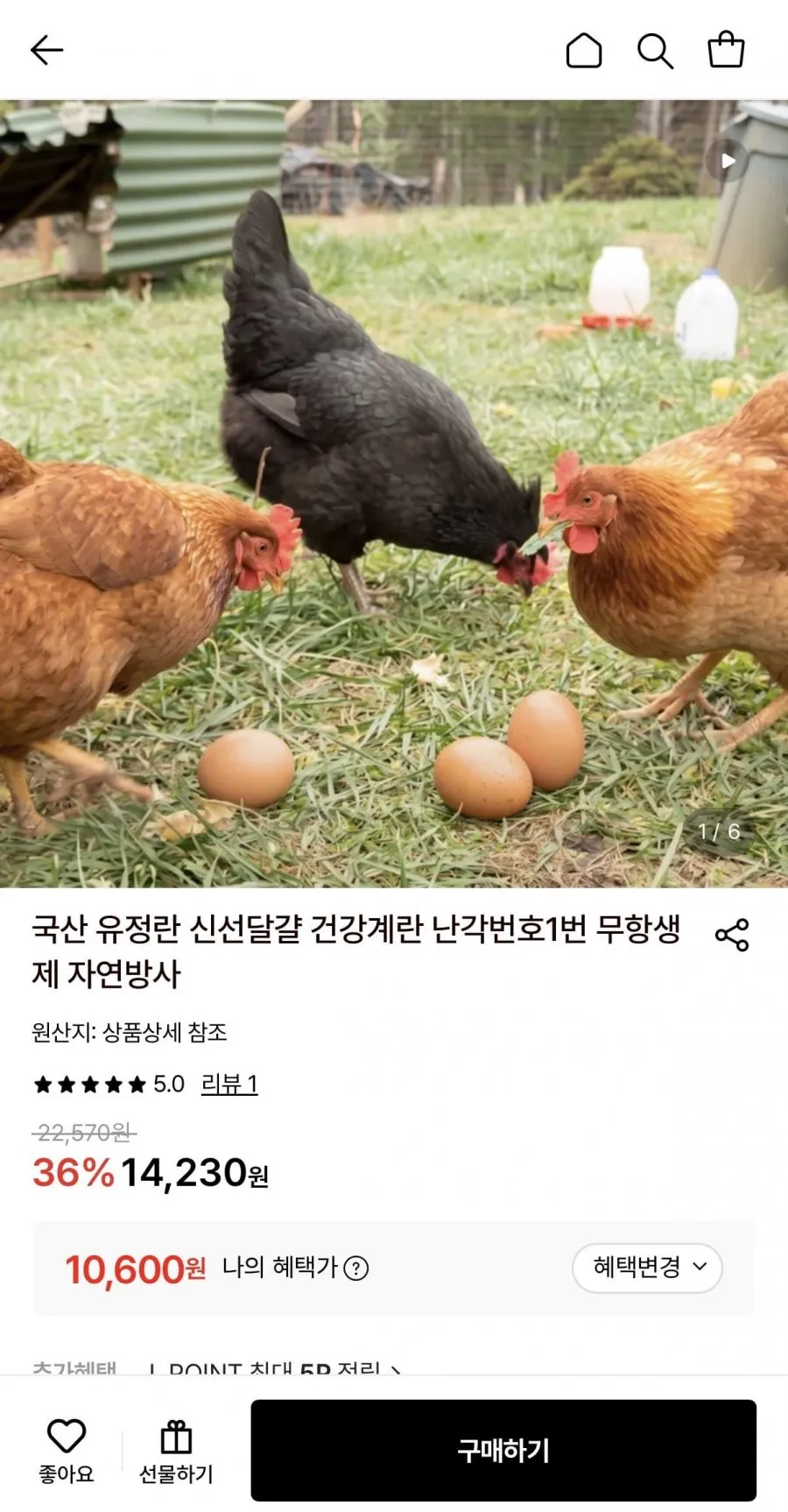 난각번호1번 무항생제 유정란 20구