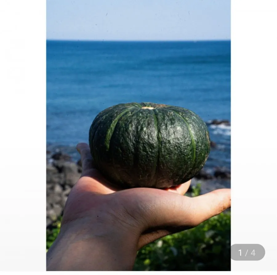 미니 밤호박 4kg