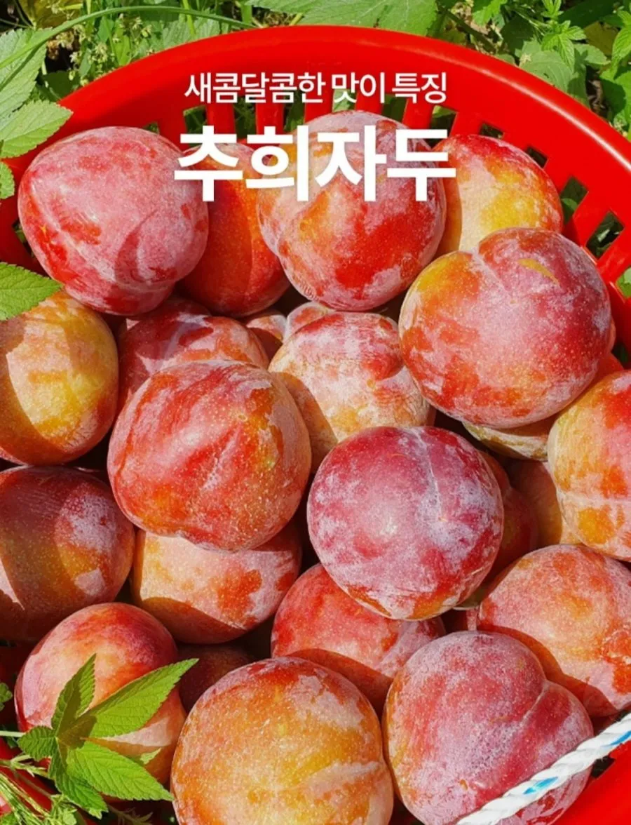 추희자두 3kg 고당도 왕특사이즈 150g 20개 내외 20,900원 / 무배