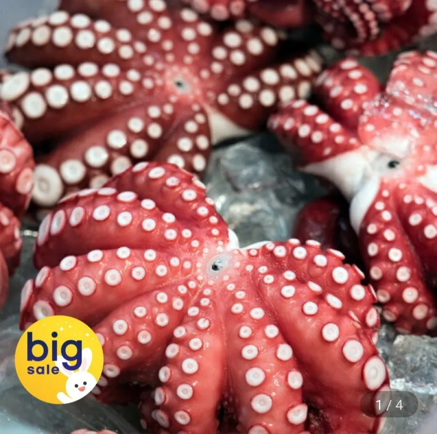 자숙문어 대 1마리 약700g~900g