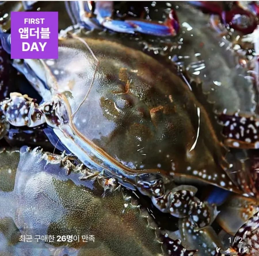 당일조업 제철 활 숫꽃게 2kg (kg당 1-3미)