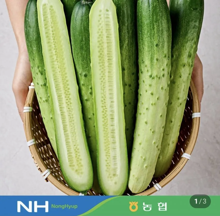 백다다기 오이 2kg 특품