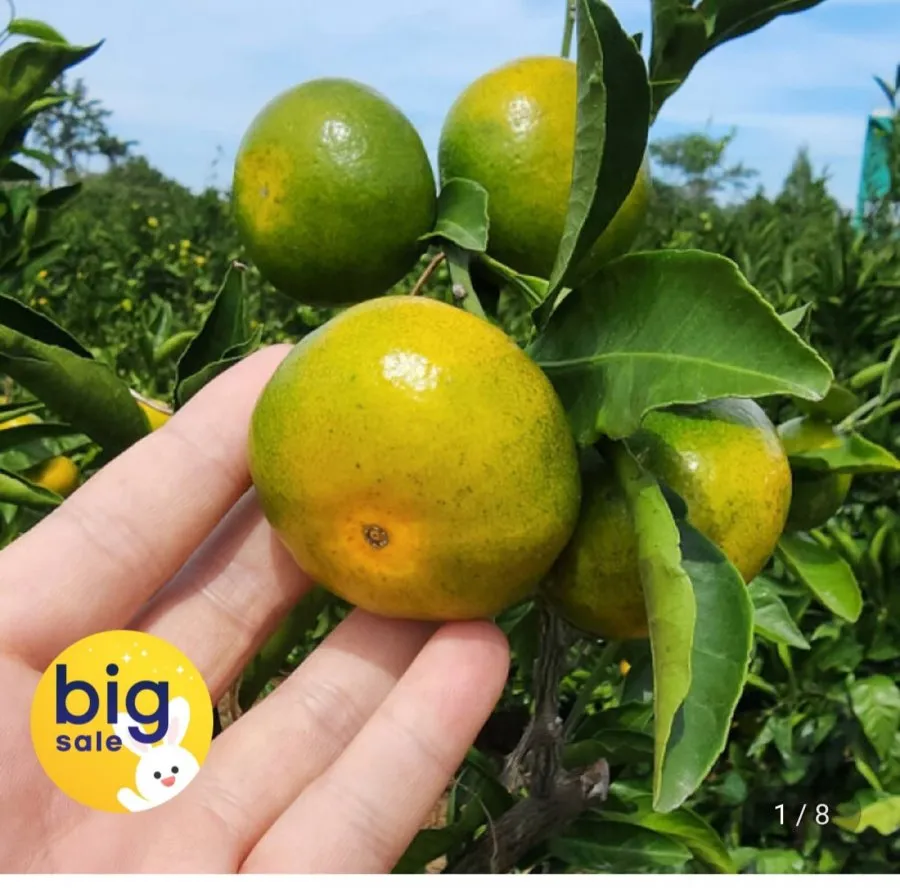 제주 타이벡 햇 노지 감귤 대과 4.5kg