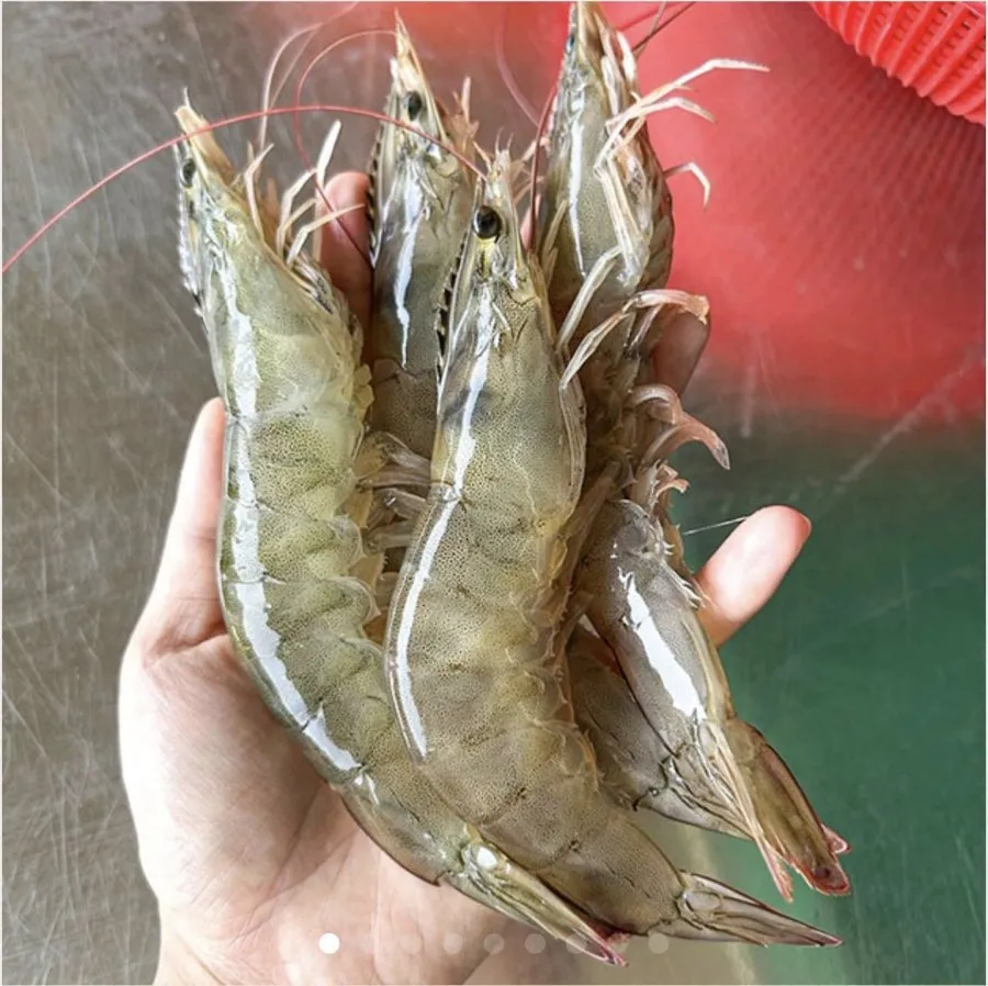 국내산 생물 흰다리새우1kg(36미내외)