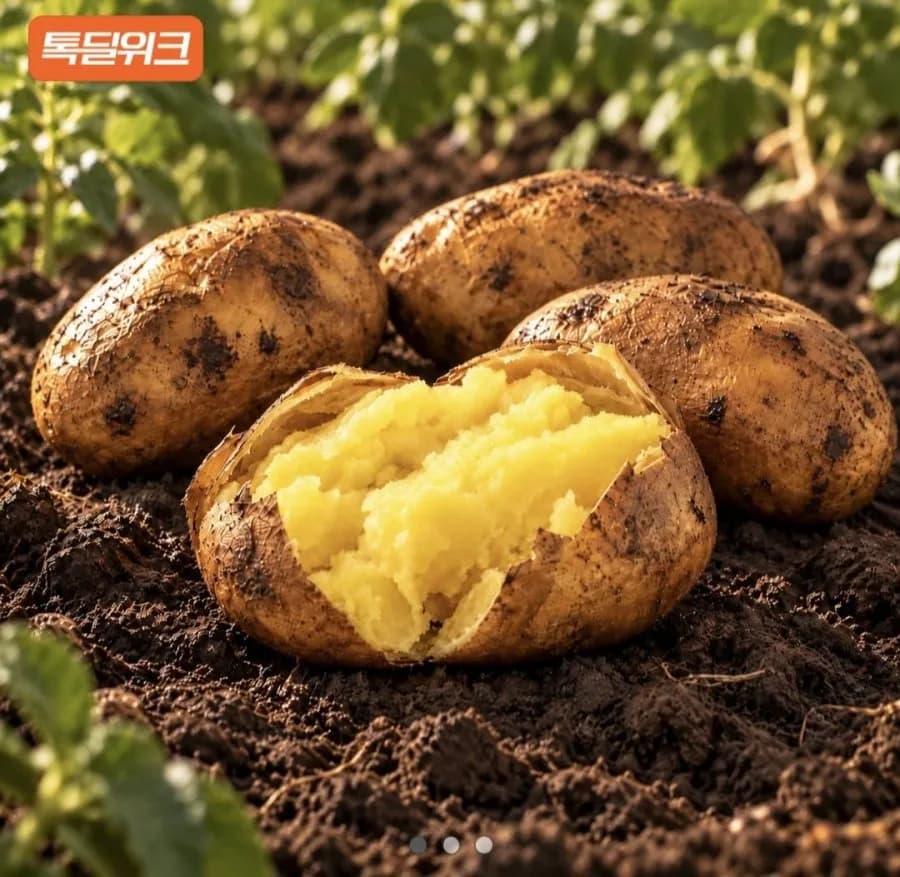 2026 골든에그 햇감자 5kg 찜용