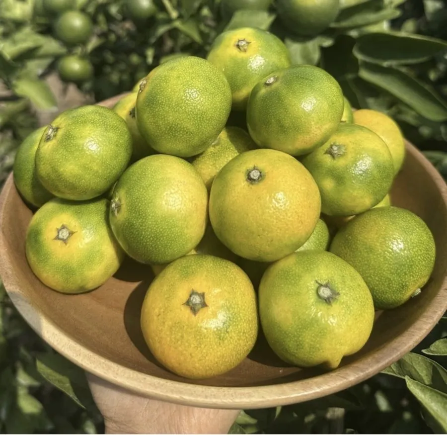 제주 극조생 노지 감귤 2.5kg 로얄과 (2S~S)