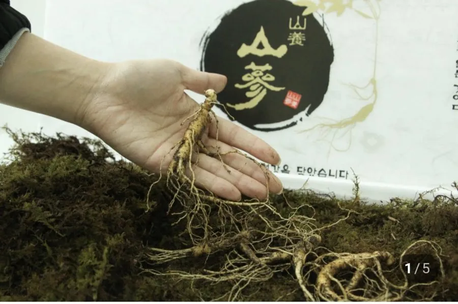 국산 산양산삼 5~10년 가정용, 선물용