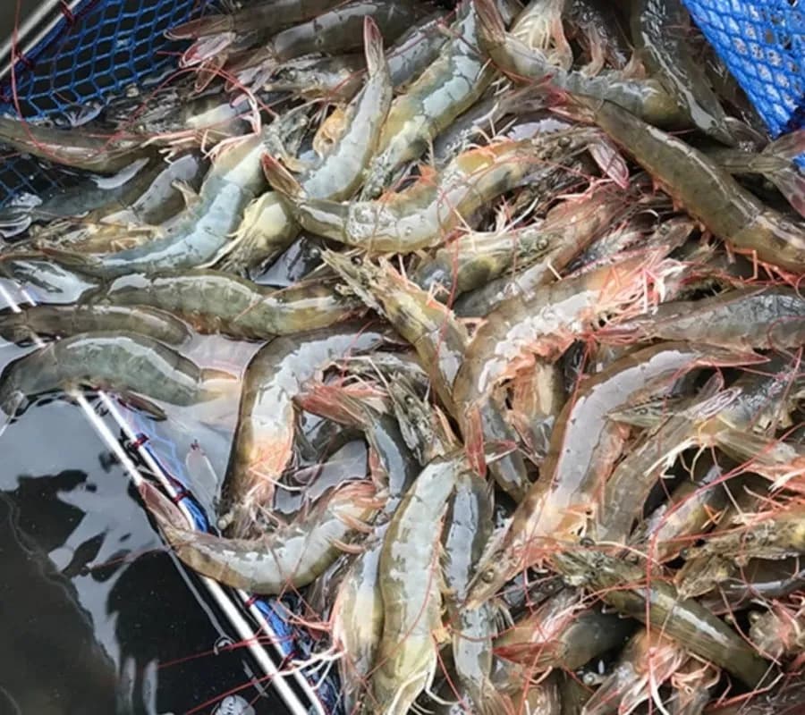 활 흰다리새우 1kg 30-40미
