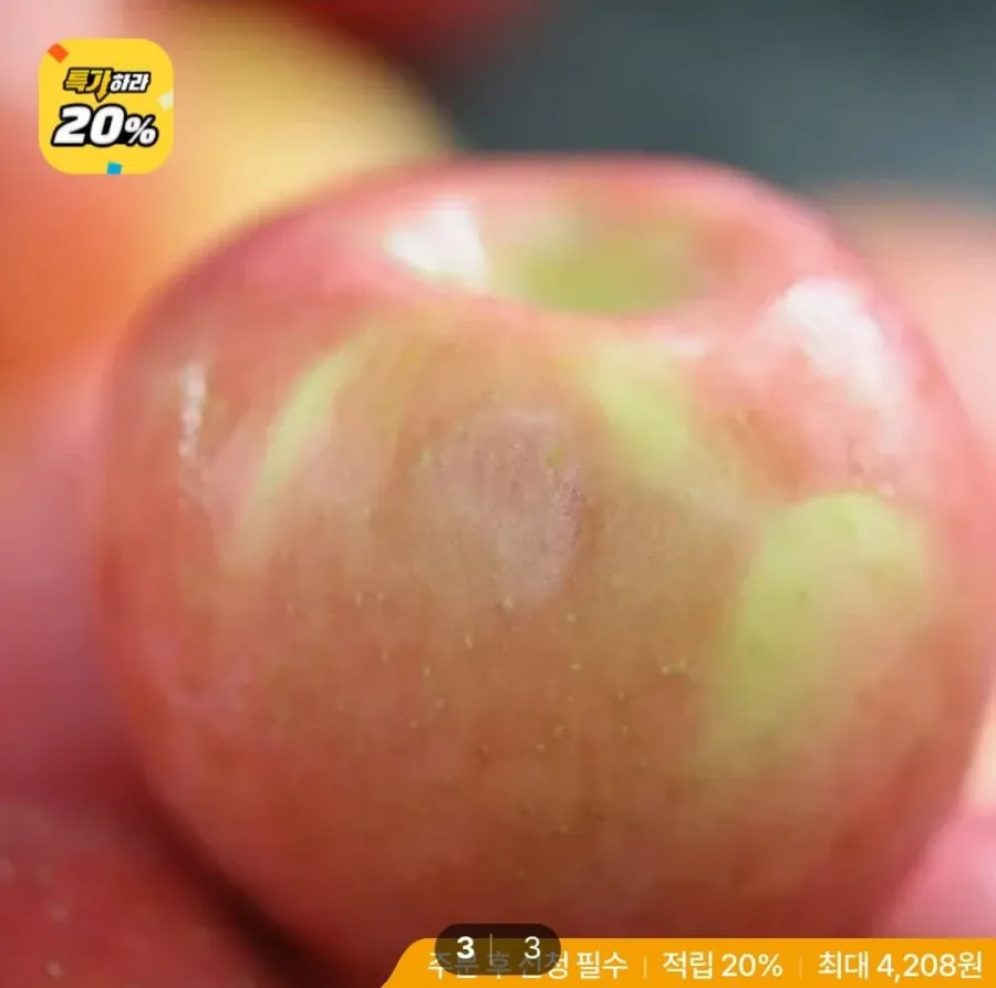 햇가을사과 9kg
