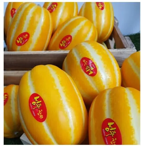 성주 참외 실중량 9kg