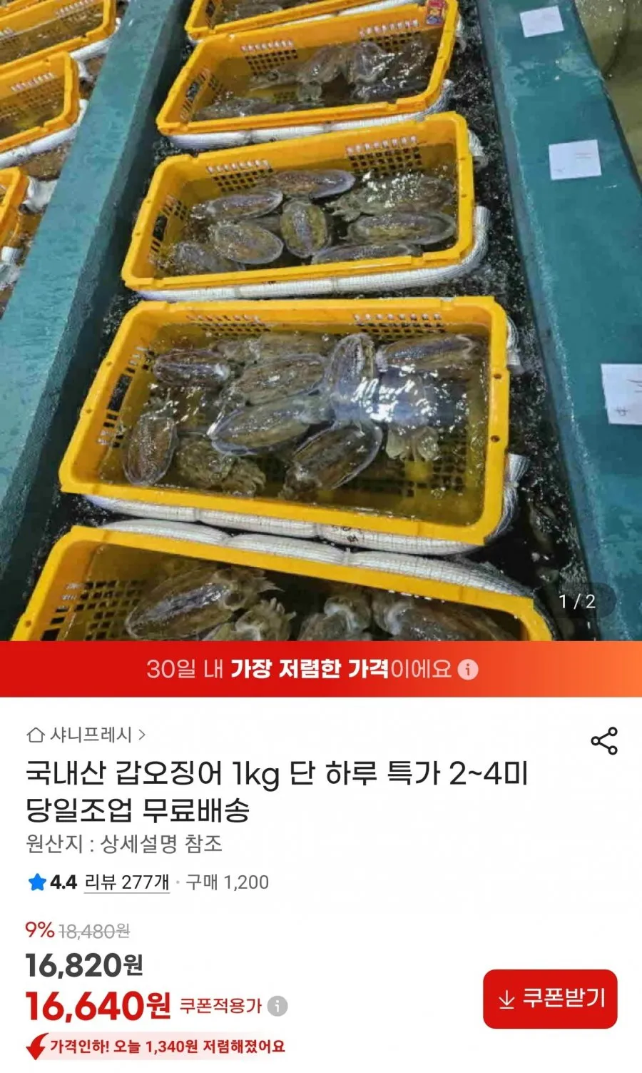 국내산 갑오징어 1kg 단 하루 특가 2~4미