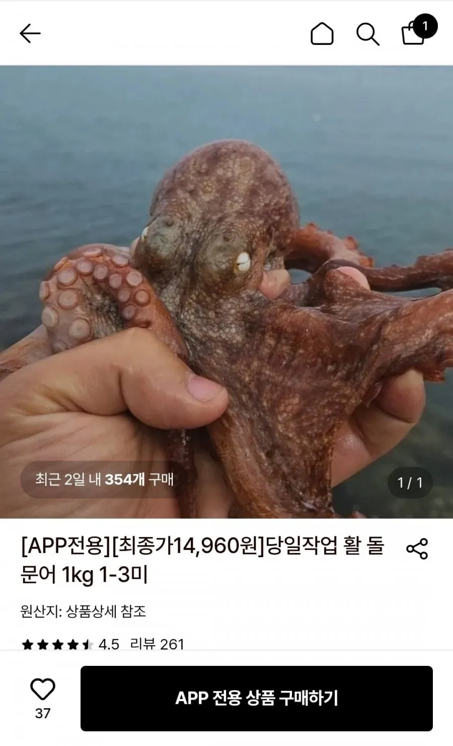 당일작업 활 돌문어 1kg 1-3미