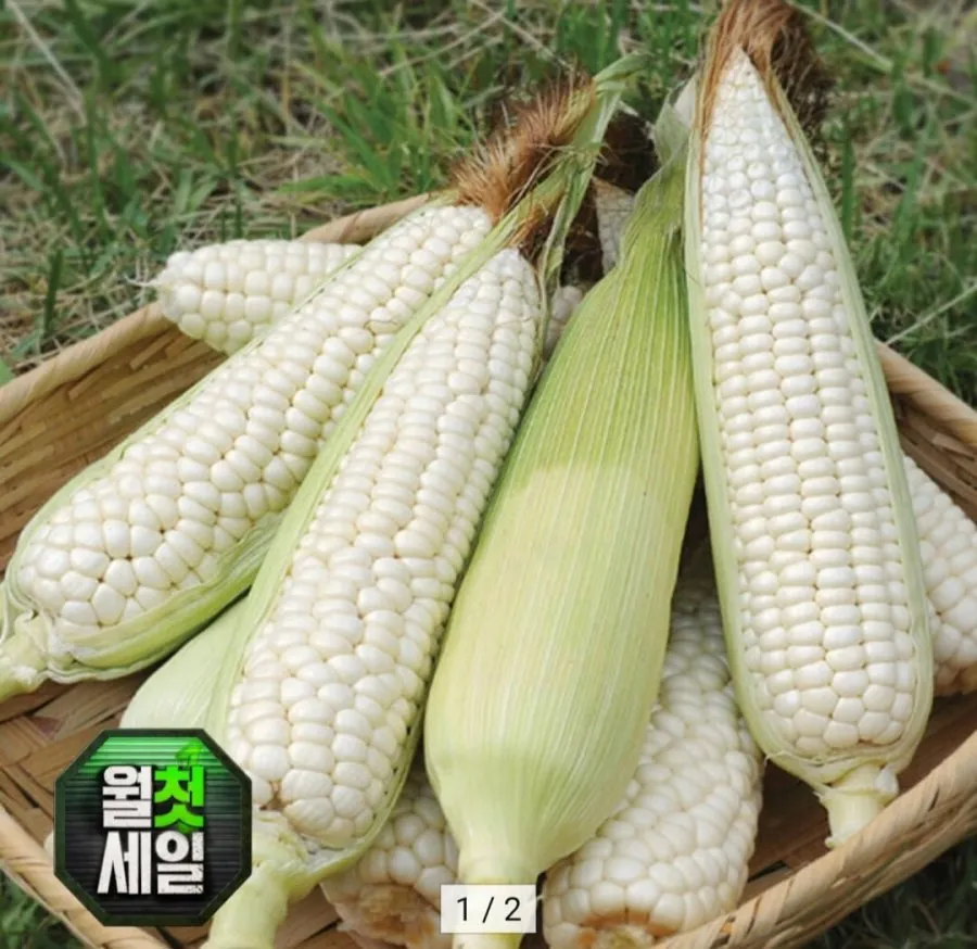 미백 옥수수 15cm이상 10미