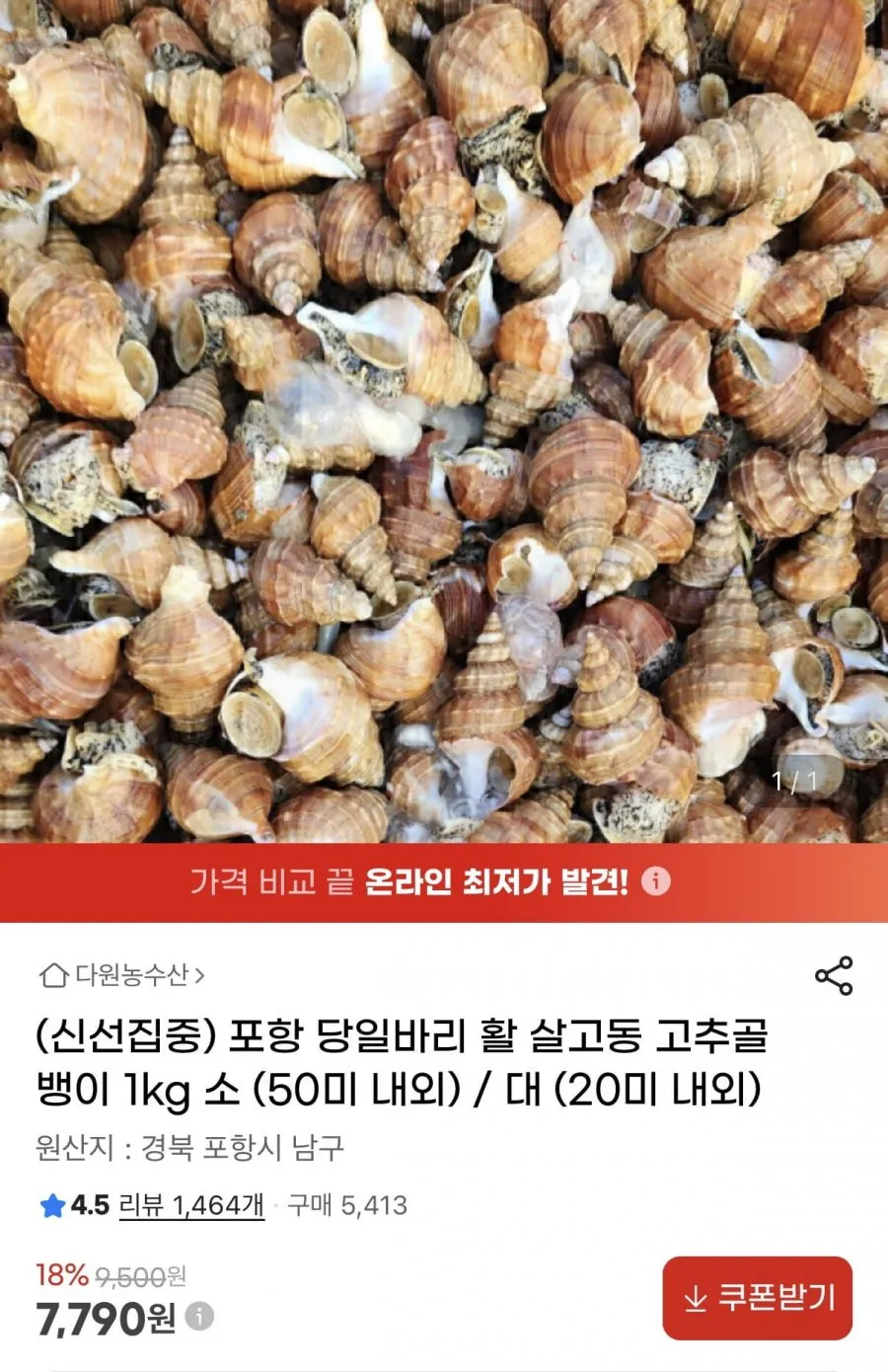 포항 활 살고동 고추골뱅이 1kg 소(50미 내외)