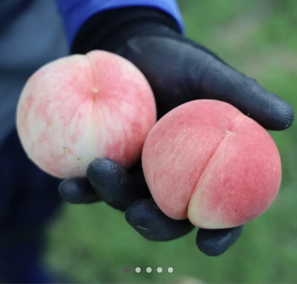 전남 곡성 마도카 백도 복숭아 4kg