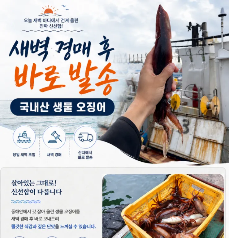 국산 생물 오징어 1kg( 6-8미) 특대 당일바리 초코오징어