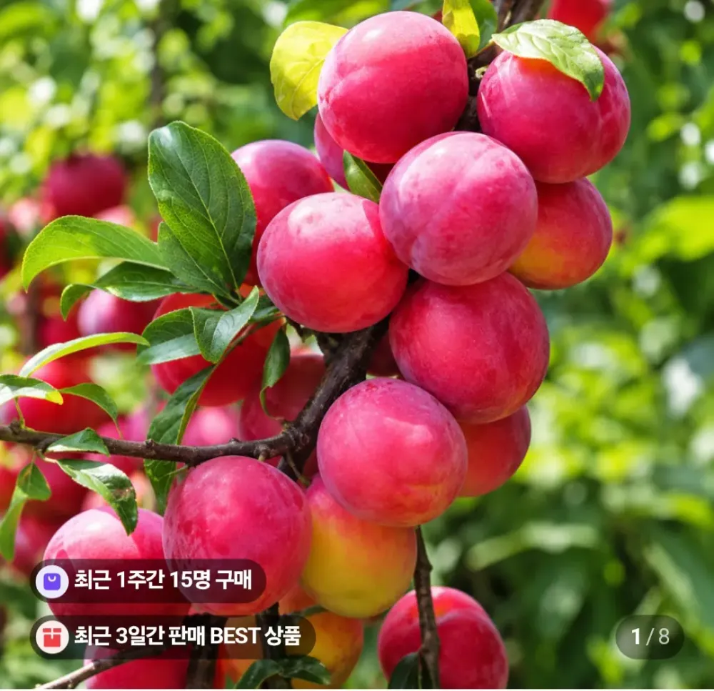 산지직송 로얄 추희자두 2kg