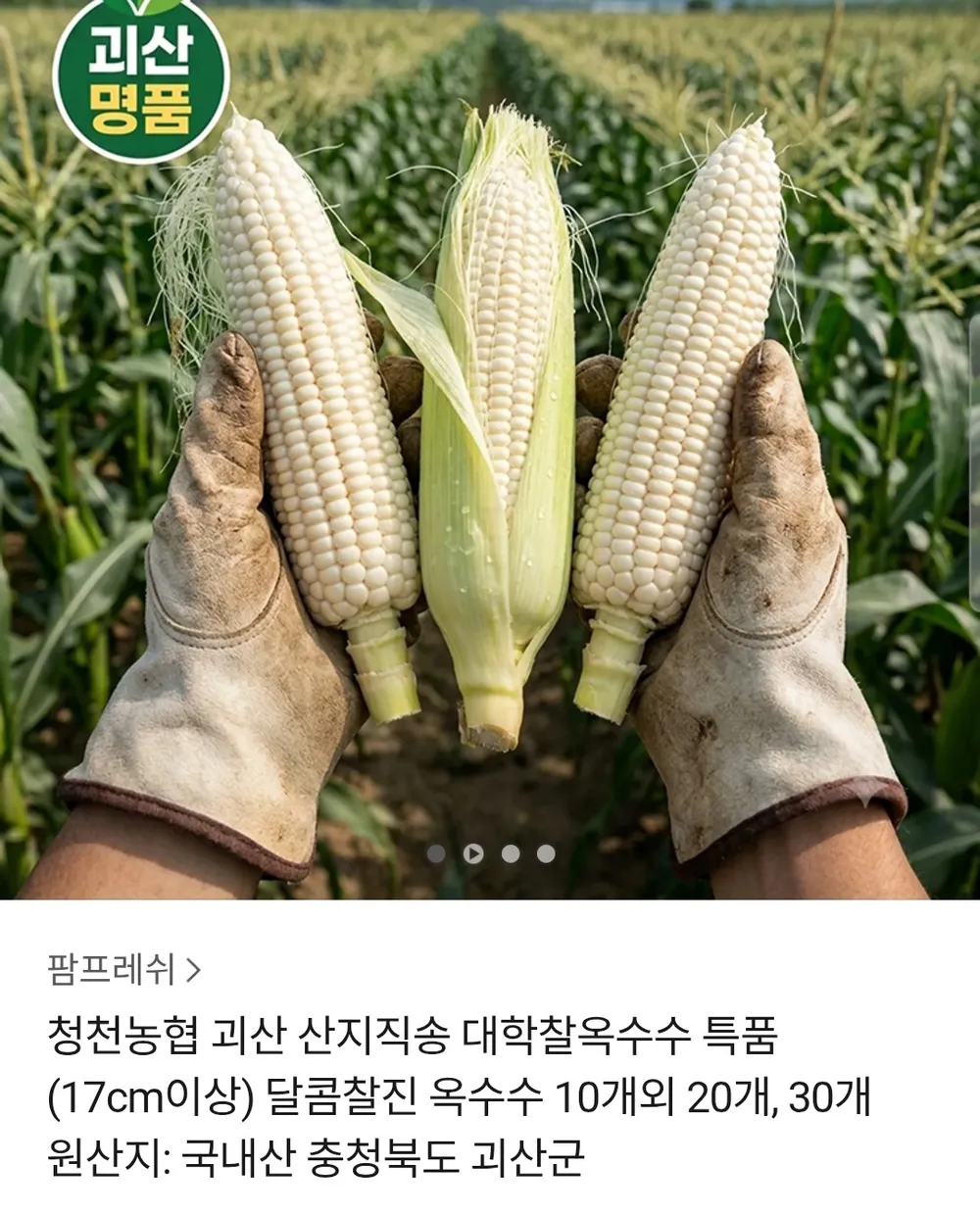 괴산 대학찰옥수수 특품 10개