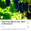 국내산 캠벨 포도 4kg - 영월 포도 에어포켓 포장(농할) -