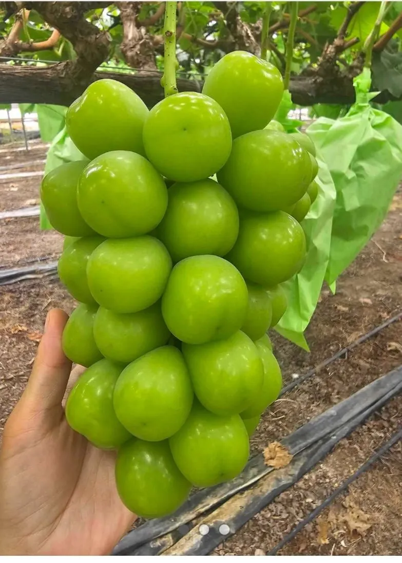 김천 샤인머스켓 2kg 4수