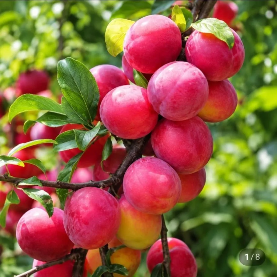 추희자두 2kg