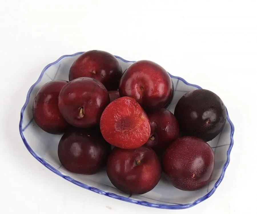 체리자두 1kg 중대과