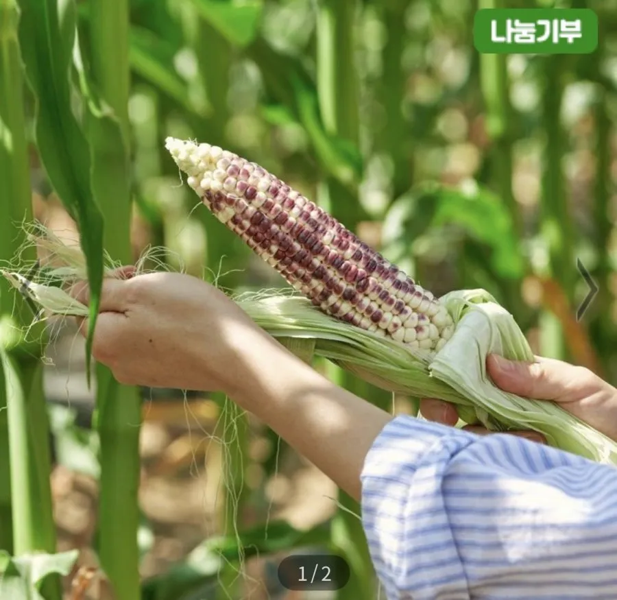 26년 생 흑찰옥수수 10개